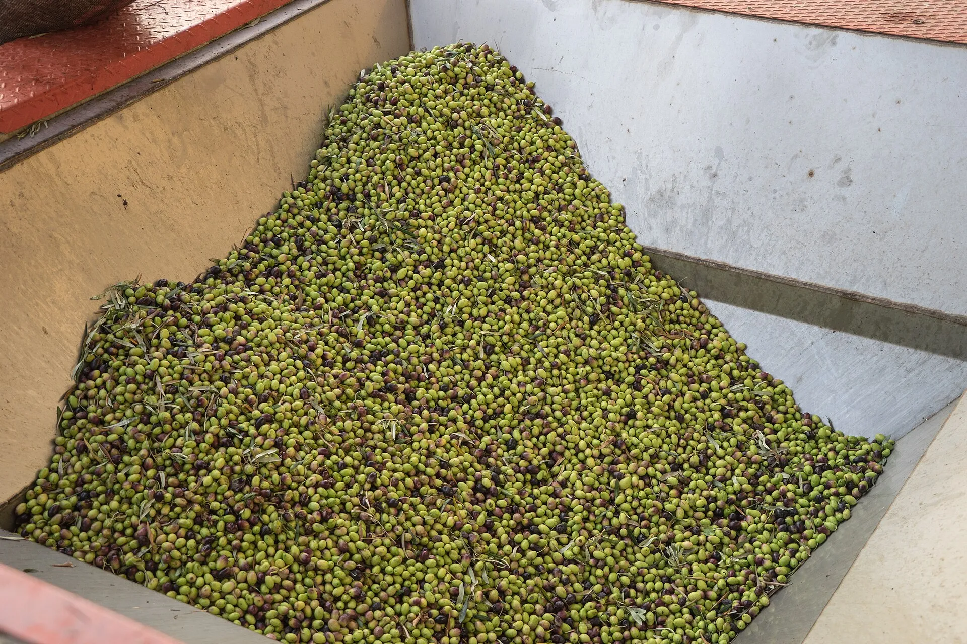 Degustazione di Olio d'Oliva nelle Fattorie di Zakynthos